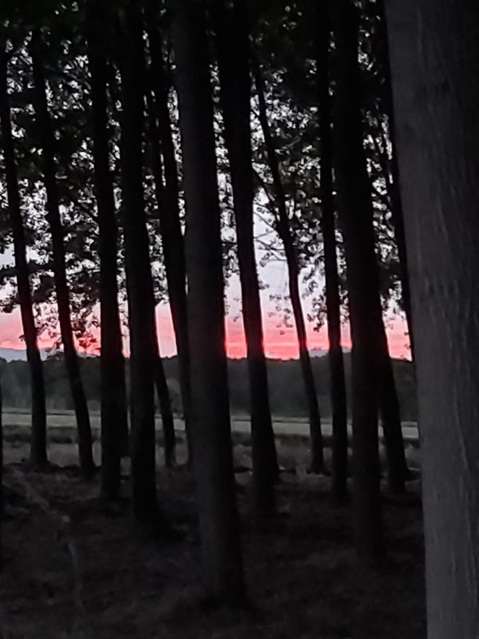 Bonita Cabana De Los Arboles En La Rioja , Durmiendo Entre Arboles Anguciana 외부 사진